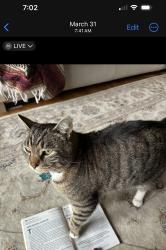 Lost Male Cat last seen Kolb Park, Dublin, CA 94568