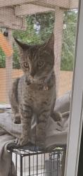 Lost Female Cat last seen Nisqualli or First Street, Victorville, CA 92395