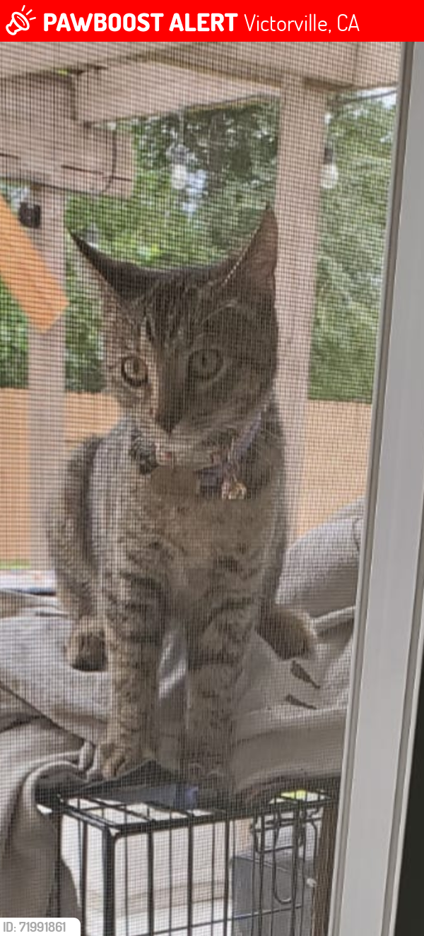 Lost Female Cat last seen Nisqualli or First Street, Victorville, CA 92395