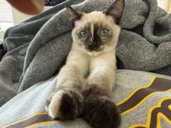 Lost Female Cat last seen Ticonderoga St, San Diego, CA 92117