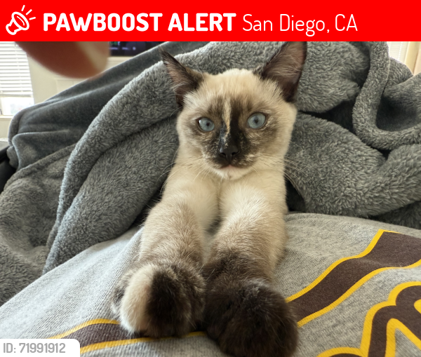 Lost Female Cat last seen Ticonderoga St, San Diego, CA 92117