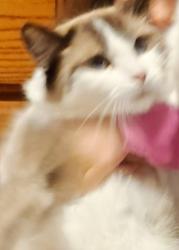 Lost Female Cat last seen Willowcide circle, mack rd, Sacramento, CA 95823