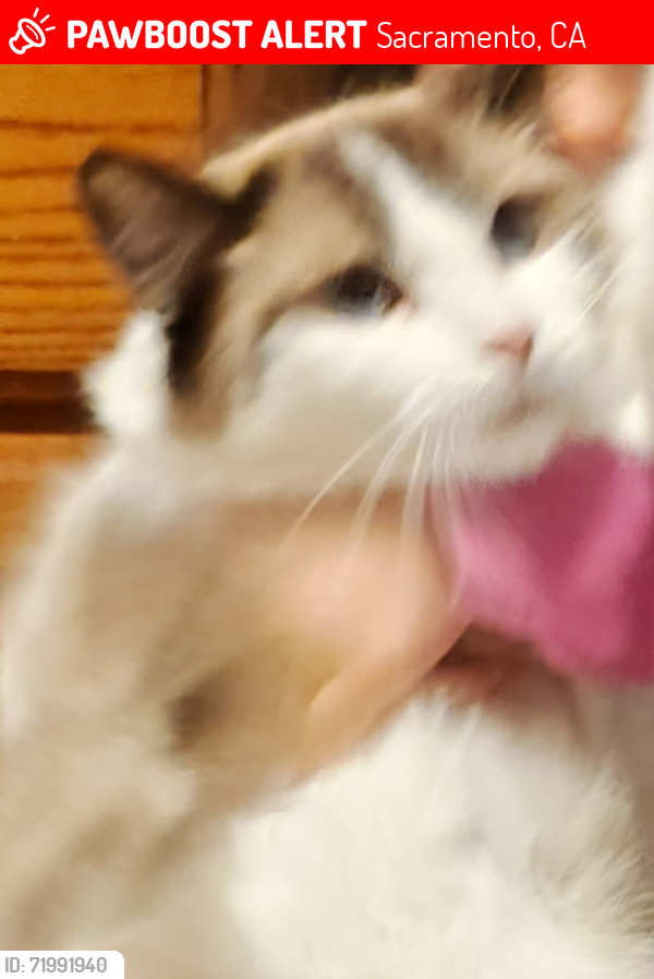 Lost Female Cat last seen Willowcide circle, mack rd, Sacramento, CA 95823