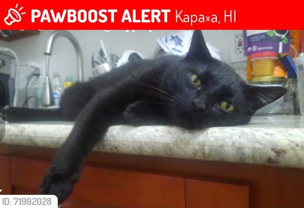 Lost Male Cat last seen Private driveway up private rd/Kamalu Rd(N of 1-way bridge) in Wailua hmstds, Kapaʻa, HI 96746
