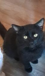Lost Male Cat last seen Near lane 131C lagrange indiana, LaGrange, IN 46761
