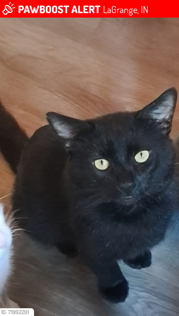 Lost Male Cat last seen Near lane 131C lagrange indiana, LaGrange, IN 46761