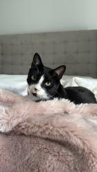 Lost Male Cat last seen Newport Bay Blvd. , Boca Raton, FL 33496