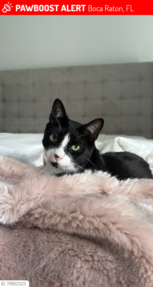 Lost Male Cat last seen Newport Bay Blvd. , Boca Raton, FL 33496