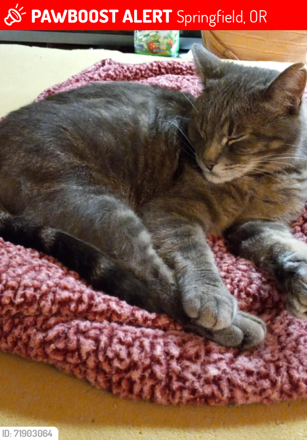 Lost Male Cat last seen Near E Street Springfield OR, Springfield, OR 97478
