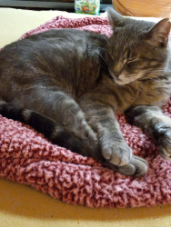 Lost Male Cat last seen Near E Street Springfield OR, Springfield, OR 97478