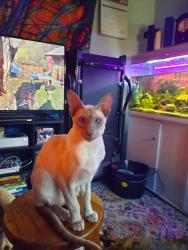 Reunited Male Cat last seen Thornleigh road, m147rb, Fallowfield, England M14 7RB