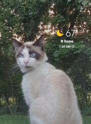 Lost Male Cat last seen Miller Mountain Rd , Floyd County, GA 30147