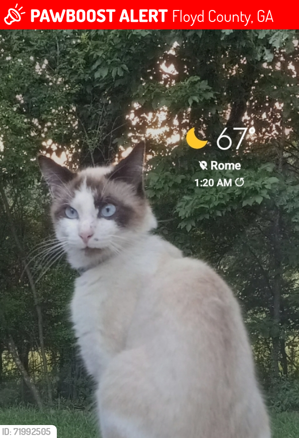 Lost Male Cat last seen Miller Mountain Rd , Floyd County, GA 30147