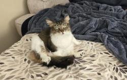 Lost Female Cat last seen McKean Dr., Concord, CA 94518