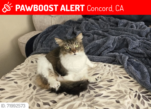 Lost Female Cat last seen McKean Dr., Concord, CA 94518
