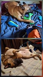 Lost Female Dog last seen Inbetween 37 South by Hardy rd and Campbellton Rd, San Antonio, TX 78264