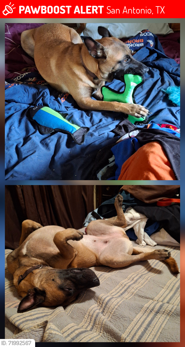 Lost Female Dog last seen Inbetween 37 South by Hardy rd and Campbellton Rd, San Antonio, TX 78264
