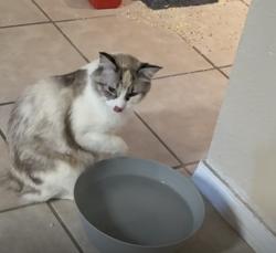 Lost Female Cat last seen Real road and canyon Sage dr El Paso tx, El Paso, TX 79924