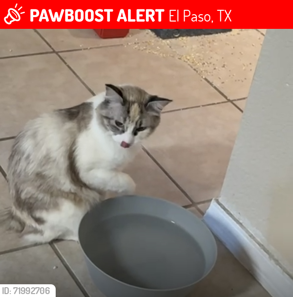Lost Female Cat last seen Real road and canyon Sage dr El Paso tx, El Paso, TX 79924