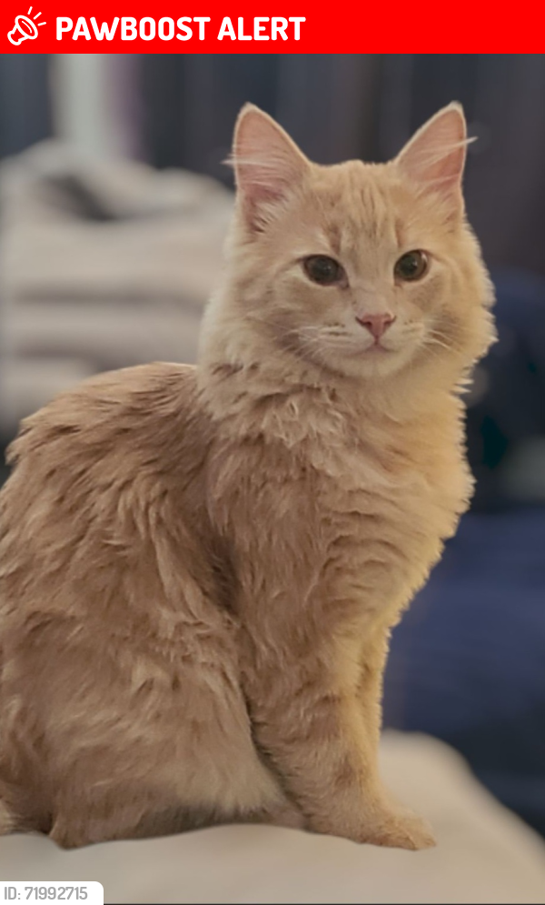 Lost Male Cat last seen Behind Dentist office and restaurants, Maple Ridge, BC 