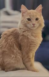 Lost Male Cat last seen Behind Dentist office and restaurants, Maple Ridge, BC 