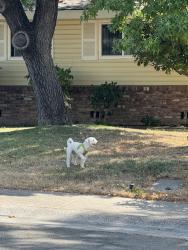 Lost Unknown Dog last seen Garfield Avenue Carmichael , Carmichael, CA 95608