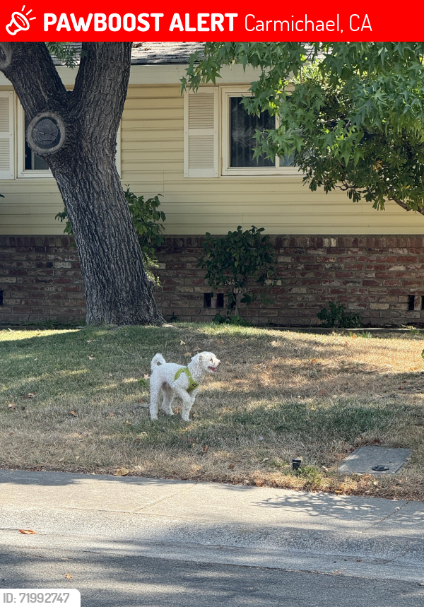 Lost Unknown Dog last seen Garfield Avenue Carmichael , Carmichael, CA 95608