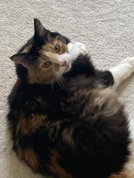 Lost Female Cat last seen Fair Falls Dr. and Tamarind Trail , Houston, TX 77345