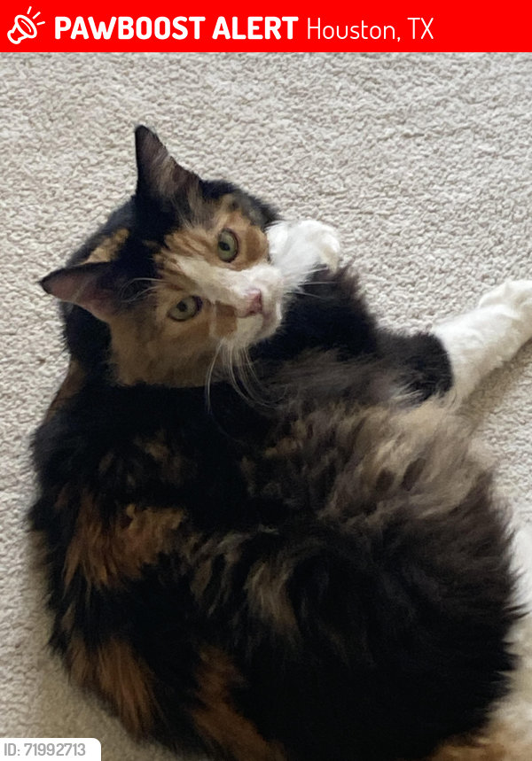 Lost Female Cat last seen Fair Falls Dr. and Tamarind Trail , Houston, TX 77345