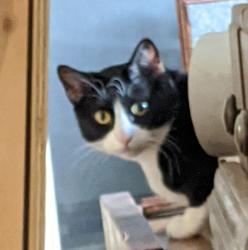 Lost Male Cat last seen SW 41st Street & Olivia Dr, Oklahoma City, OK 73179