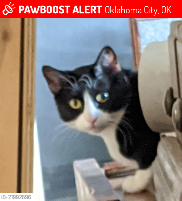 Lost Male Cat last seen SW 41st Street & Olivia Dr, Oklahoma City, OK 73179