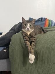 Lost Male Cat last seen Near spencer st , Oakland, CA 94621