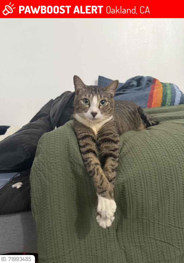 Lost Male Cat last seen Near spencer st , Oakland, CA 94621