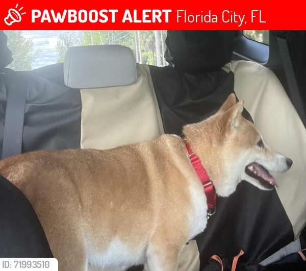 Lost Female Dog last seen S Dixie Highway (US-1) & W Palm Drive (SW 344th Street), Florida Keys Outlet Marketplace, by the -Depot, Dollar Tree, and Bravo super market, Homestead, FL 33034