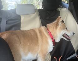 Lost Female Dog last seen S Dixie Highway (US-1) & W Palm Drive (SW 344th Street), Florida Keys Outlet Marketplace, by the -Depot, Dollar Tree, and Bravo super market, Homestead, FL 33034