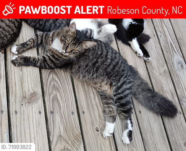 Lost Male Cat last seen green st, Robeson County, NC 28371