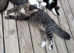Lost Male Cat last seen green st, Robeson County, NC 28371