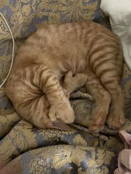 Lost Male Cat last seen Near SW Scholls Ferry Rd , Portland, OR 97225
