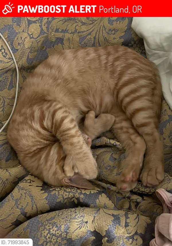 Lost Male Cat last seen Near SW Scholls Ferry Rd , Portland, OR 97225