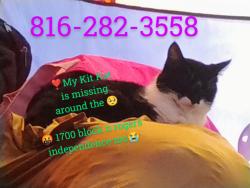 Lost Female Cat last seen Rogers st, e Salisbury rd, Howard dr, Sinclair st, Independence, MO 64050