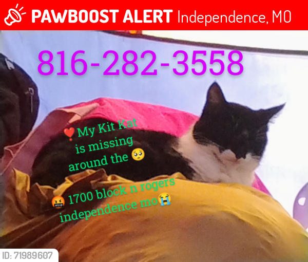 Lost Female Cat last seen Rogers st, e Salisbury rd, Howard dr, Sinclair st, Independence, MO 64050