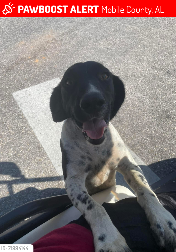 Mobile County, AL Lost Female Dog, Penny Is Missing | PawBoost