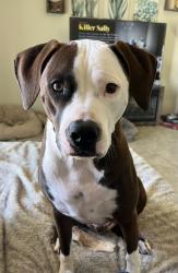Lost Male Dog last seen E iridium and N Gypsum, San Tan Valley, AZ 85143