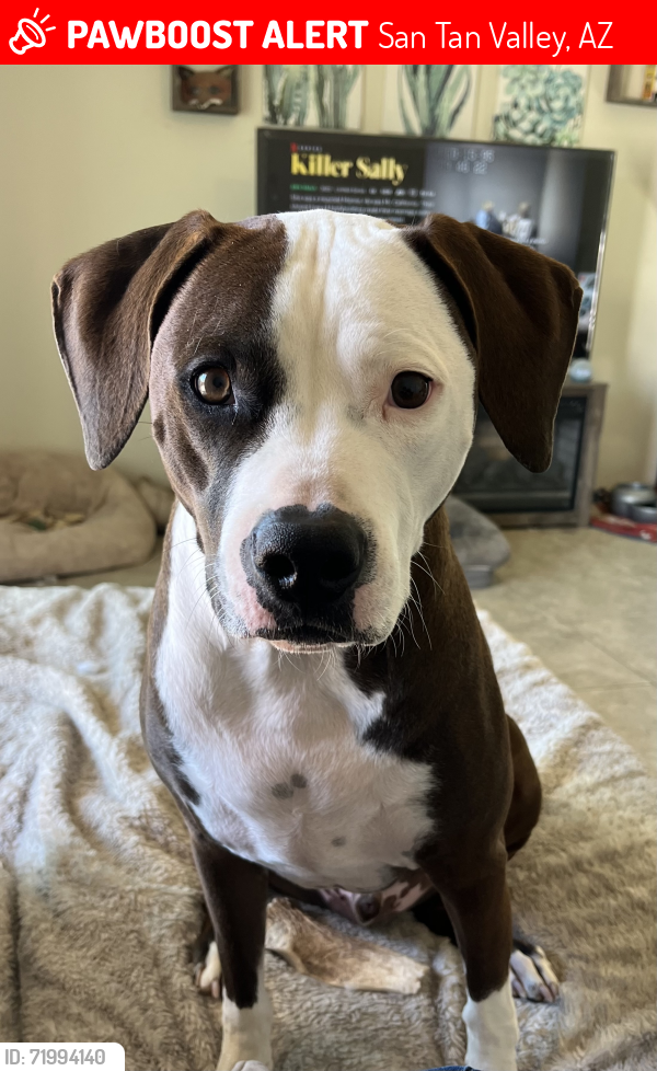 Lost Male Dog last seen E iridium and N Gypsum, San Tan Valley, AZ 85143