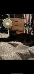 Lost Male Cat last seen Central row, Garvey Ave. , Elsmere, KY 41018