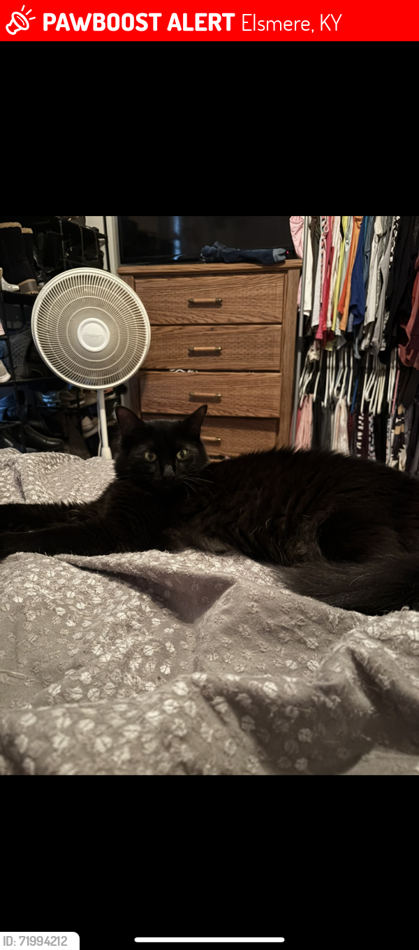 Lost Male Cat last seen Central row, Garvey Ave. , Elsmere, KY 41018
