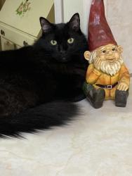 Lost Male Cat last seen Oriental Road and Austin Avenue, Waco, TX 76710