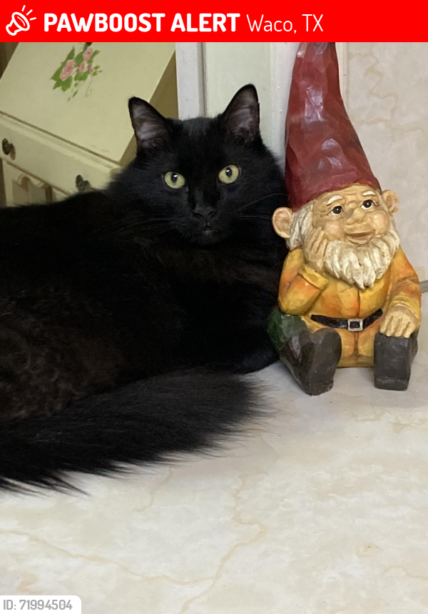 Lost Male Cat last seen Oriental Road and Austin Avenue, Waco, TX 76710
