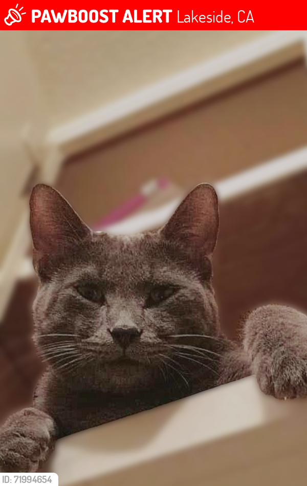 Lost Male Cat last seen Lindo Lake and Woodside & River St., Lakeside, CA 92040