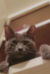Lost Male Cat last seen Lindo Lake and Woodside & River St., Lakeside, CA 92040